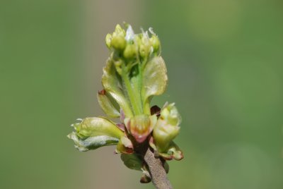 Sassafras albidum - sasafras lékařský - jarní pučení (2)